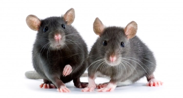 Elimina a esos animales rastreros en tu hogar.