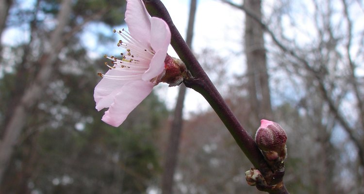 A peach tree in bloom