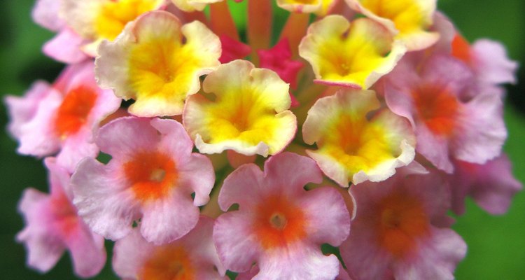 Los colores de la lantana varían desde el amarillo al púrpura.