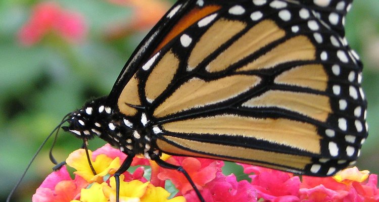 Fertiliza a la lantana a principios de la primavera.