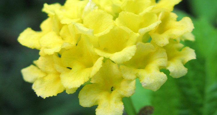 Debes podar las lantanas en los climas cálidos y tropicales para controlarlas.