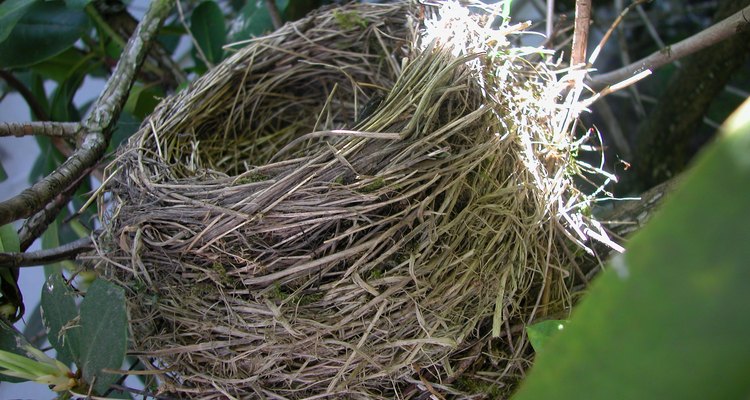 A robin nest is finished and ready for eggs. kittenpuff1: Creativecommons.org