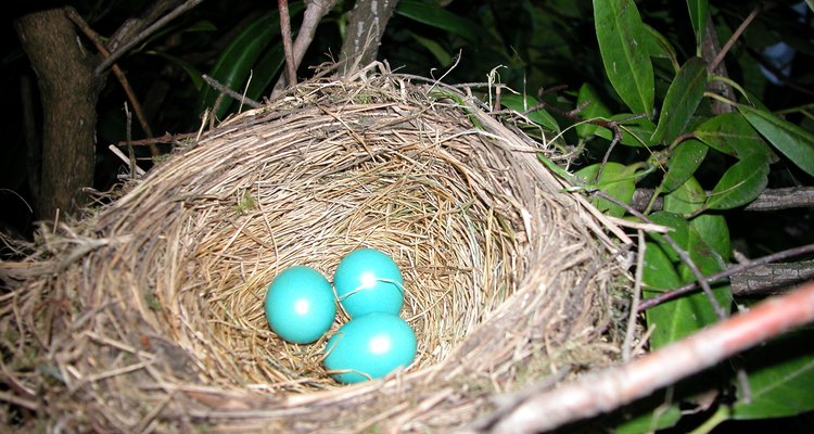 A clutch of robin eggs will hatch in 12 to 16 days. kittenpuff1: Creativecommons.org