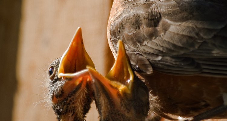 Hungry robin nestlings vie to be fed. franthony: Creativecommons.org