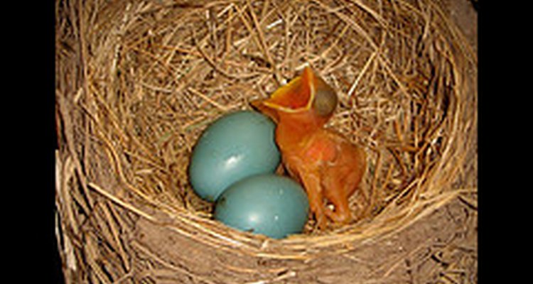 A newly hatched baby robin begs for food next to its unhatched siblings. Christina: Flickr.com