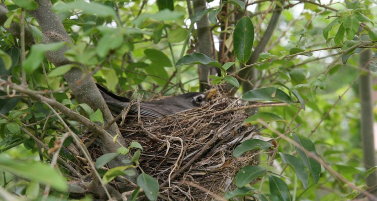 A mother robin is beautifully camouflaged as she sits on her eggs. taliesin: Creativecommons.org