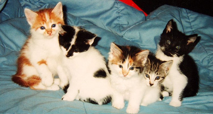 Proteger a los gatitos de las pulgas es una tarea fácil.