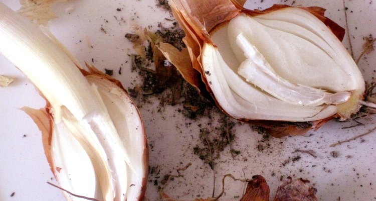 An onion cut in half, showing the layers of fleshy bulb leaves