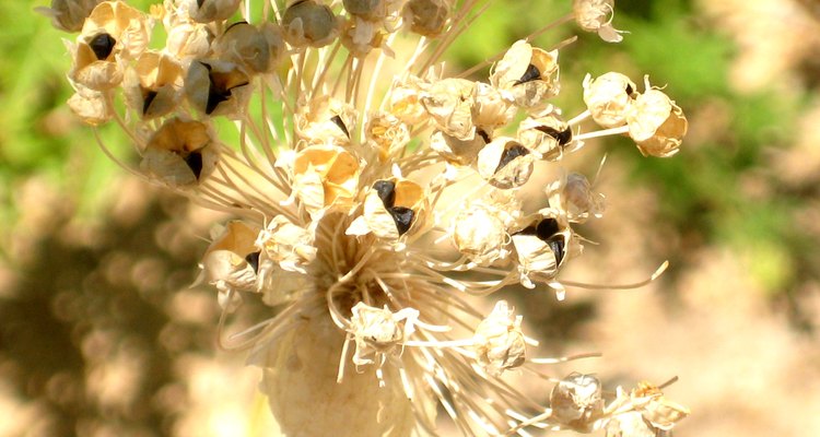 An onion flower head with seeds that will produce genetically diverse offspring