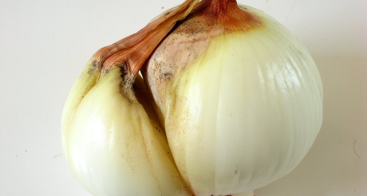 An onion bulb splitting to produce a separate, but genetically identical plant
