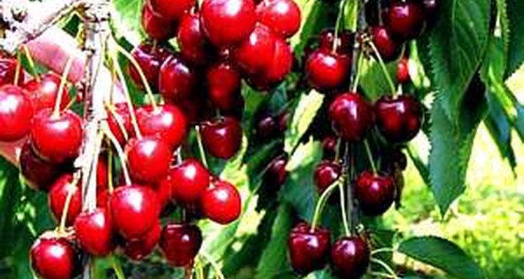Greenhouse cherries.