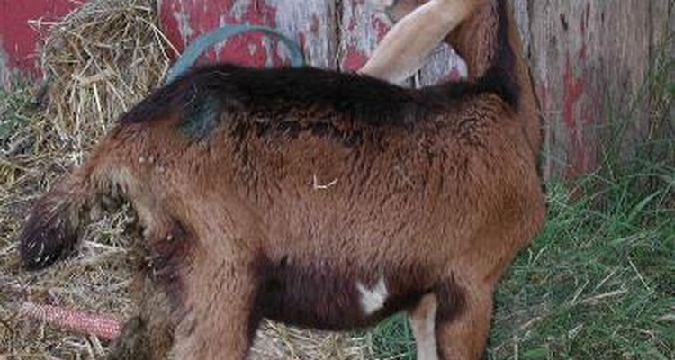 Las cabras bebé son muy mansas; la cabra de la foto se encuentra en Li-Ioan, Cebu Philippines.,