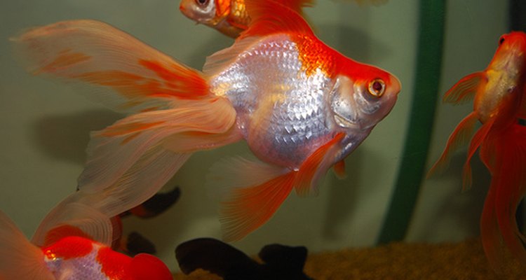 Gold fish