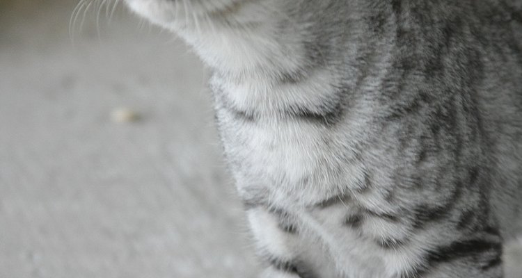 Un lindo gato sobre una alfombra limpia.