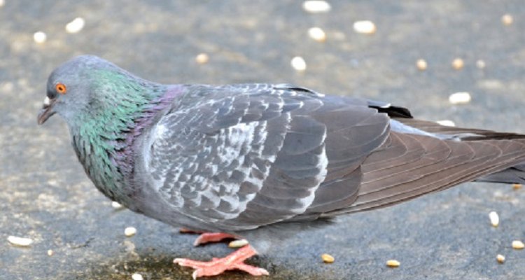 Pigeons are always on the lookout for an easy meal.