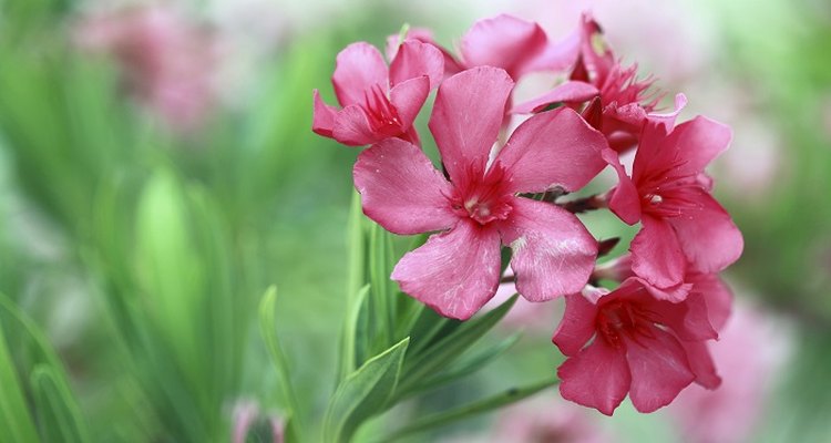 Care for your oleander in the winter so it will grow again in the spring.