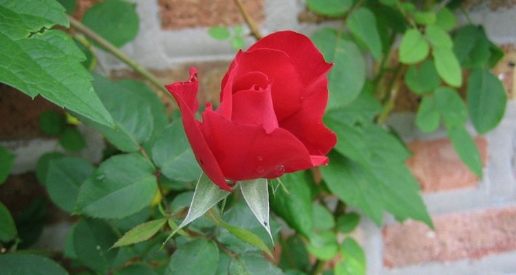 Train a rose plant to climb for a stunning and colourful display.