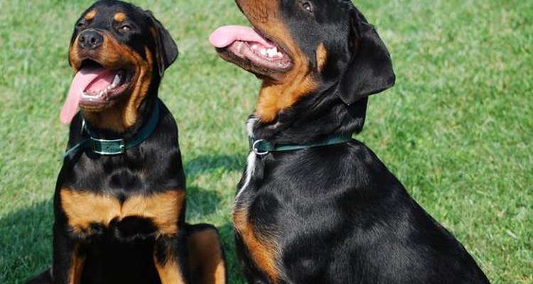 Los antepasados de los rottweilers vivían en la ciudad alemana de "Rottweil".