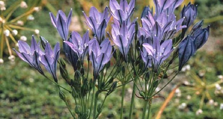 The plant's small blue flowers.
