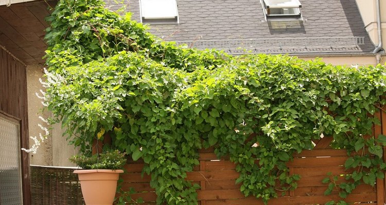 Russian vine needs regular pruning, otherwise it will overgrow quickly.