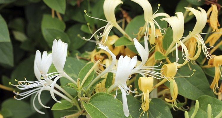 Take tender cuttings from a honeysuckle vine.