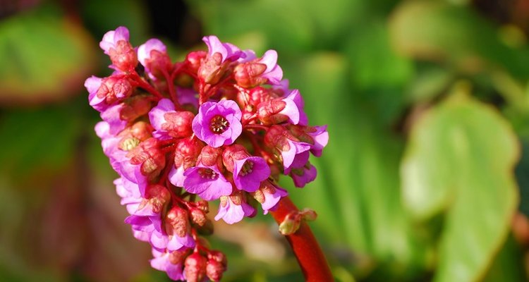 Bergenia (Elephant's ears) boasts attractive flowers and foliage.