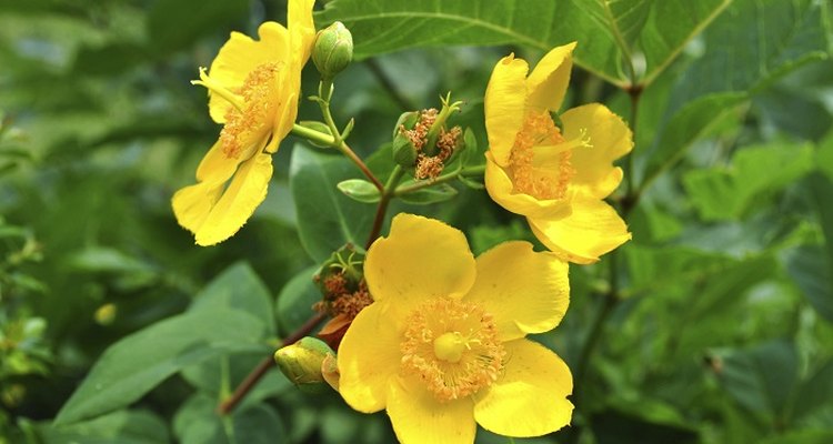 Hypericum shrubs respond to pruning with the gift of flowers.