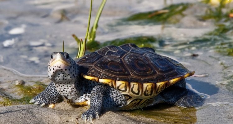 The sexual maturity of some terrapins is determined by size and not age.