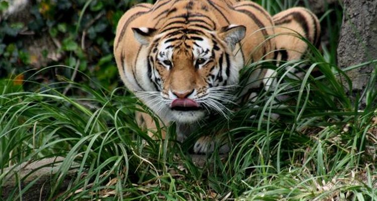 Uno de los felinos más grandes del mundo.