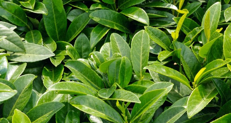 Cherry laurels (Prunus laurocerasus) are popular garden plants.