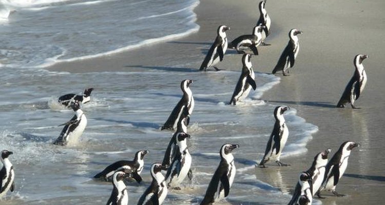 Colonia de pingüinos.