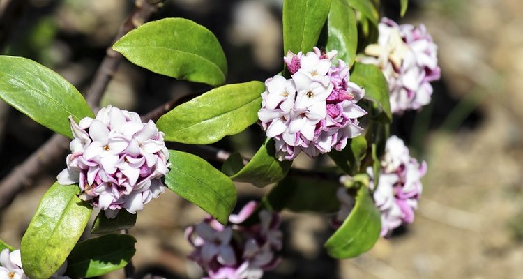 Daphnes don't tolerate water-logging or drought.