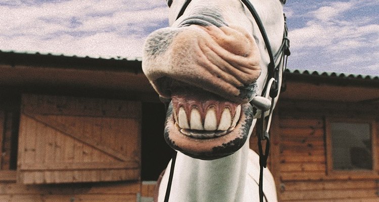 Keep fleas off horses with vinegar.