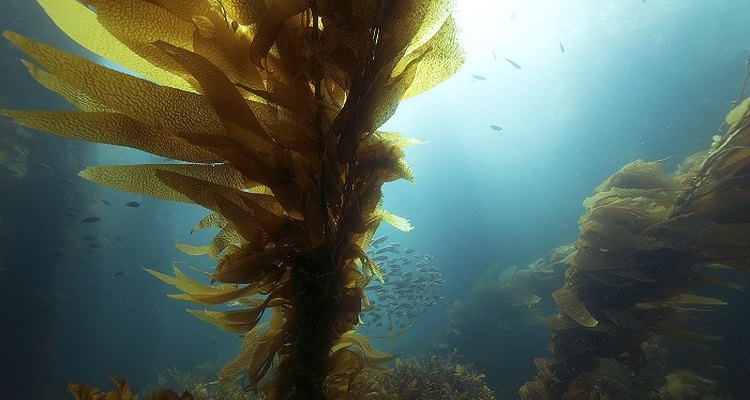 A single blade of kelp is usually taller than an average-sized child.