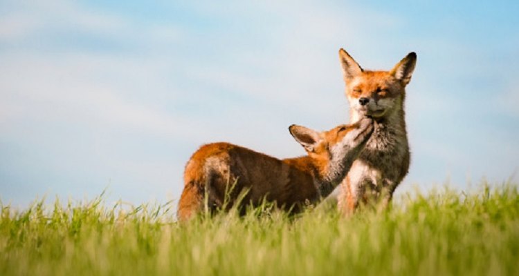 Foxes can make great pets, but do some research before making a commitment.