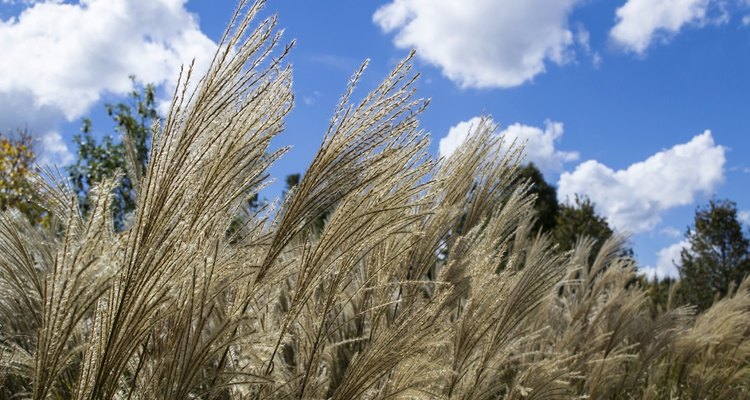 Pampas grass is an invasive weed with sharp leaves and high pollen.