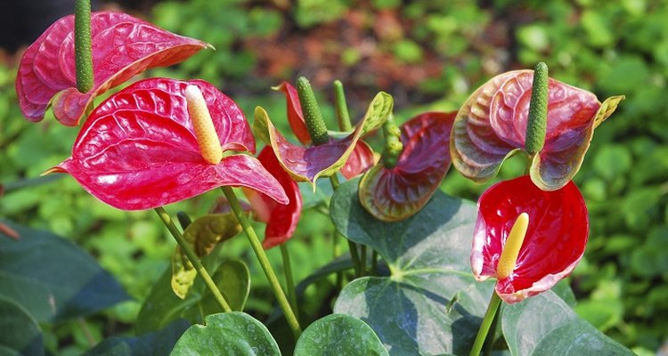 Anthurium is an easy-going houseplant.