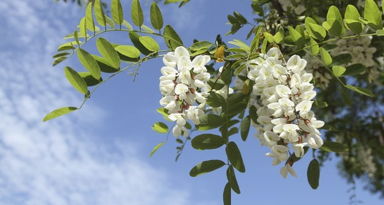 Regular pruning will keep your Robinia pseudoacacia healthy.