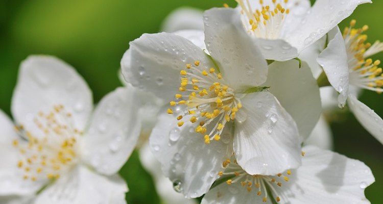 Healthy mock orange plants produce delicate white flowers with a citrus-like scent.