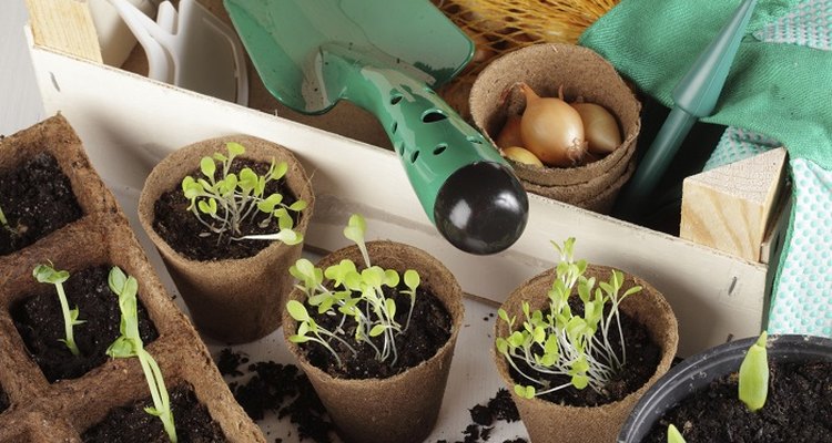 Planting bulbs in January may result in stunted growth the first spring.