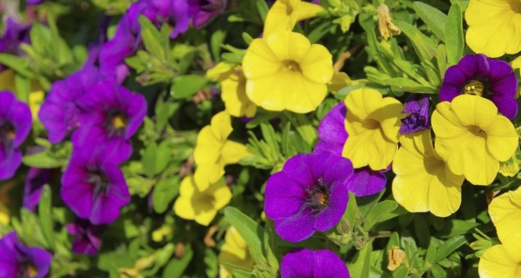 Petunias propagate relatively quickly from cuttings.