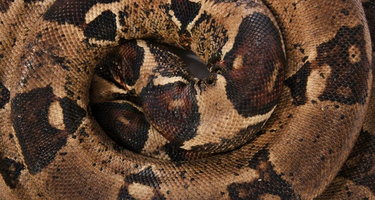 Boa constrictors are large snakes found in Central and South America.