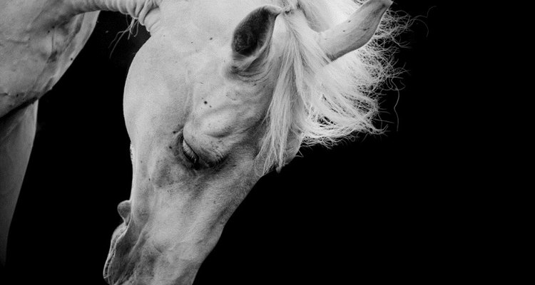 Calcuate horse speed over a particular distance.