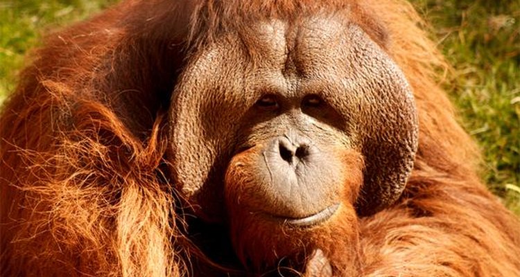 Orangutanes.