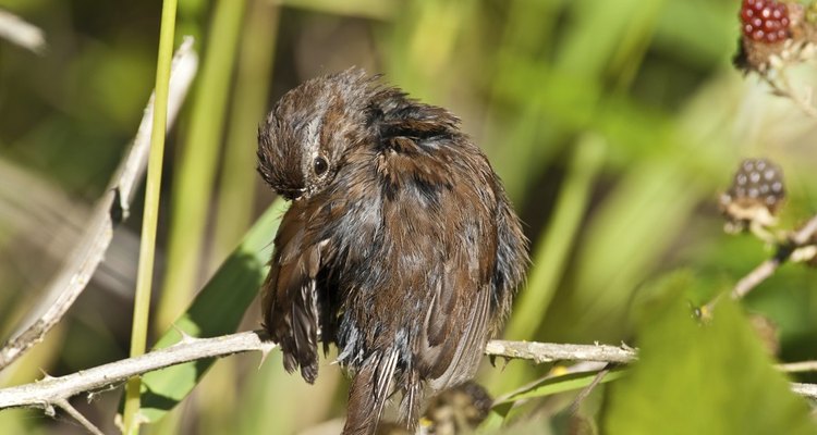 Song Sparrow Preening Its Feathers
