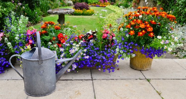 Year-round flowering plants are colourful garden additions.