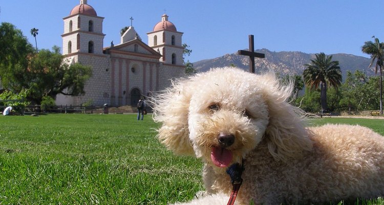 The Poochon: part-Poodle, part-Bichon Frise.