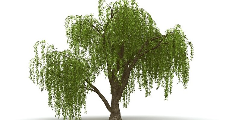 Enjoy the elegance of the weeping willow in miniature form.