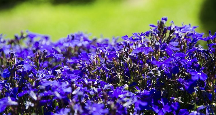 Cutting back lobelia encourages a second wave of colourful blossoms.