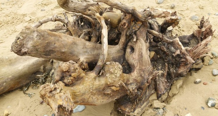 Driftwood makes beautiful home decor inside or outside.